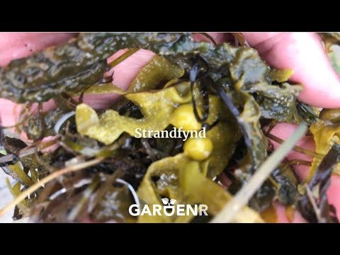 Använd strandfynd - Trädgårdshacks med GardenR