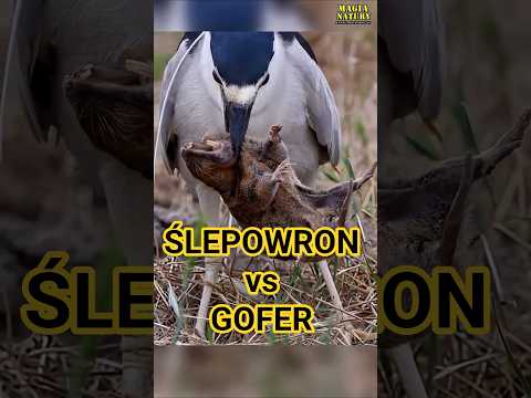 Ślepowron Łapie Dużego Gryzonia