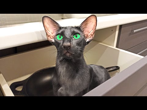 Oriental Cat Opens Kitchen Drawers