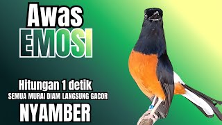 Download lagu PANCINGAN Murai Batu FIGHTER BONGKAR ISIAN KASAR !! murai batu malas bunyi langsung NYAUT seketika mp3