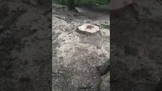 VIDEO: Copaci defrișați în Parcul Sub Arini– Ce spun autoritățile 1 video