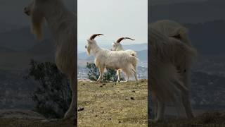 the STARS OF THE SHOW on the Llandudno headland are these beautiful wild goats