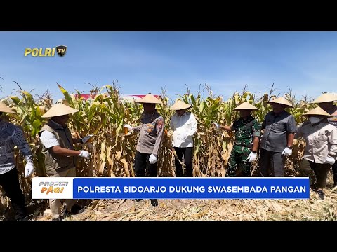 POLRESTA SIDOARJO PANEN RAYA JAGUNG KUARTAL III DUKUNG SWASEMBADA PANGAN