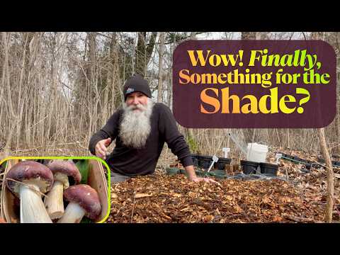 Wine Cap Mushroom Cultivation: Surprisingly Simple?
