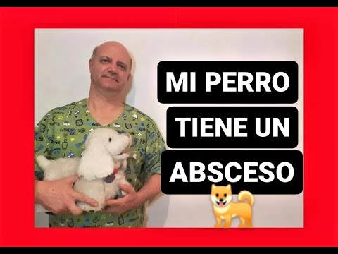 Mi perro tiene un absceso.