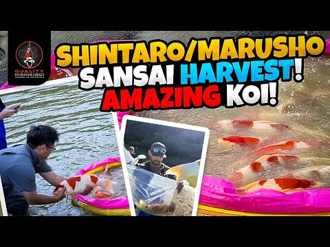 SHINTARO/MARUSHO SANSAI HARVEST!! BEAUTIFUL KOI!
