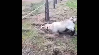 Download lagu 🐐 https://youtu.be/WXGlp1BrBI4 👅 / 😁 #FUNNY 🤣 / 💥 #SHORTS 🔥 / 😎 | #WØŅĐƏŘ'§ #ÇŘĄŽÝ | 🤪 mp3 Download lagu 🐐 https://youtu.be/WXGlp1BrBI4 👅 / 😁 #FUNNY 🤣 / 💥 #SHORTS 🔥 / 😎 | #WØŅĐƏŘ'§ #ÇŘĄŽÝ | 🤪 mp3