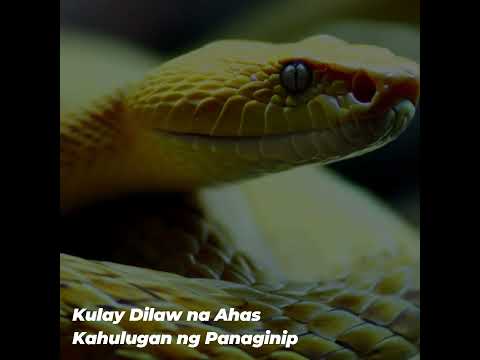 Kulay Dilaw na Ahas sa Panaginip