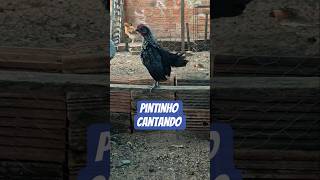 O Filho do Foguinho com a Ema começando a cantar #shorts