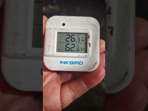 Wet Bulb Temperatures are when its so hot and humid that sweat cant evaporate. Hyperthermia is fatal