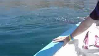 Swimming with Whale Sharks