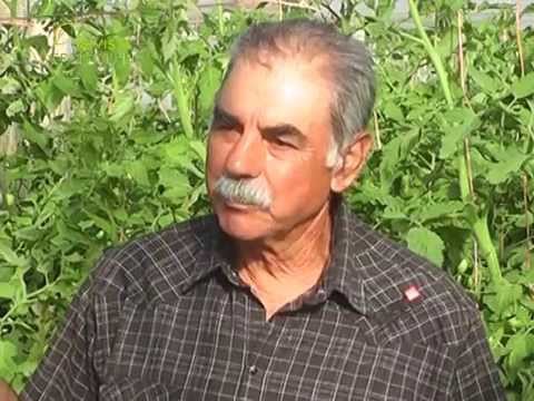 DOMINGO TEMPONE - HORTICULTOR DE CHACRAS DE FLORIDA