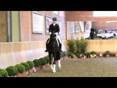 For Romance (Fürst Romancier x Sir Donnerhall I) - Wickrath 2015