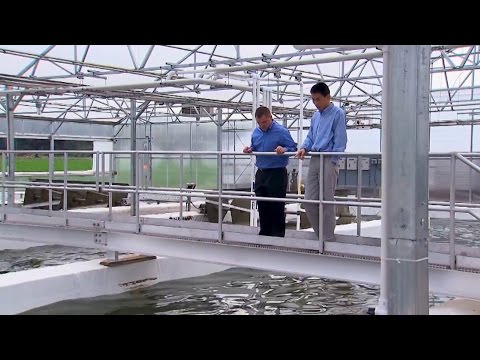 Algae Farm