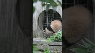 Panda Gives Up On The Handstand For Bamboo | iPanda #shorts