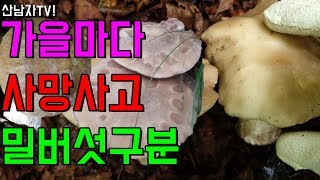 가을마다 사망 사고 독버섯 뉴스! 밀버섯 삿갓 외대버섯 외대덧버섯 구분 능이 정찰 길에 발견 독 버섯 자연 …