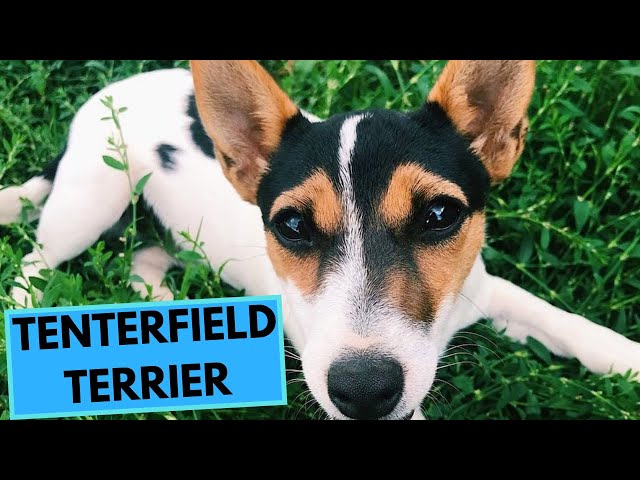 Video Pronunciation of Tenterfield in English