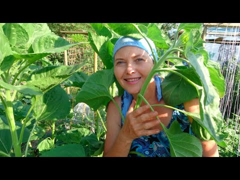 JAK ROŚNIE - PRZEGLĄD CZERWIEC 2022