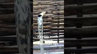 Download lagu tempat mandi di kampung mp3 Download lagu tempat mandi di kampung mp3