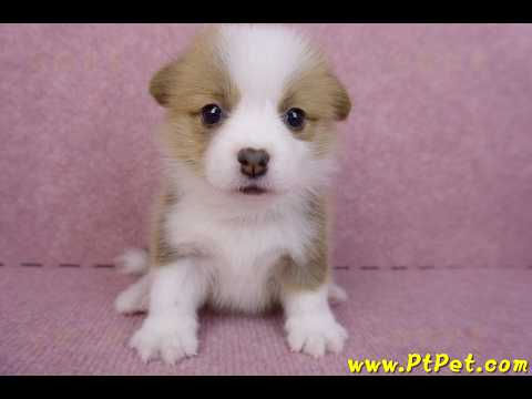 07/09雙色柯基犬母幼犬