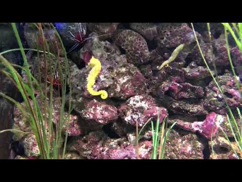 Sjöhäst - Kolmårdens Tropicarium 2018