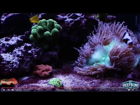Will a 3 Day Black Out Eliminate Algae in a Reef Tank?