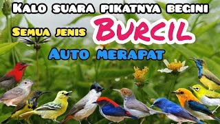 Download lagu Suara Pikat Kutilang Ribut Kombinasi Burcil Terancam Ribut Bikin Burung Liar Langsung Merapat mp3