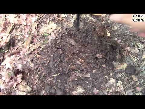 i found a big gold stone with metal detector Gold nuggets found in jungle gold gem sk