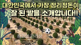 [돈이 되는 나무5탄]대한민국에서 가장 정리가 잘 된 밭이 있다?!/테디/리틀자이언트/그린자이언트/블루애로우…