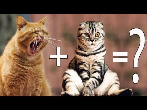 Top 10 Unreal mix breed cats | Cross breed cats that are popular today