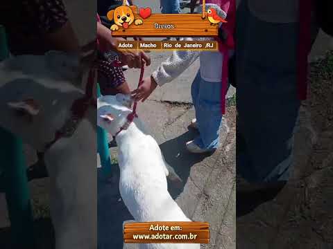 Vídeo de Brutos