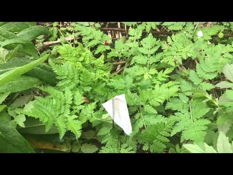 Advanced gardening geekery guild design notes