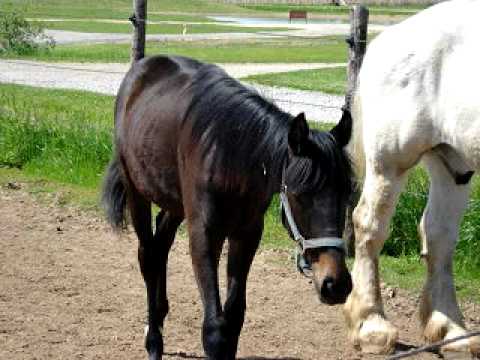 Best horse movie ever