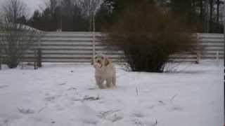 preview picture of video 'Labradorinnoutajan pentu - Labrador Retriever Puppy'