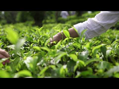 KUSMI TEA – Les jardins de thé