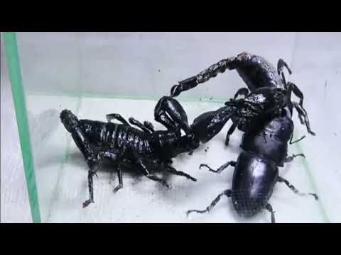 2 Giant scorpion's VS 1 Black Titan bug