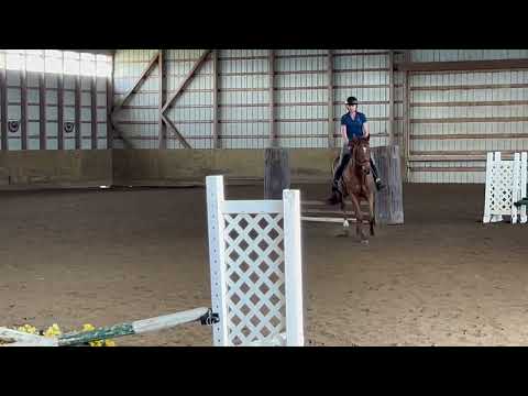 Deceiver - 2018 Kentucky-bred Gelding