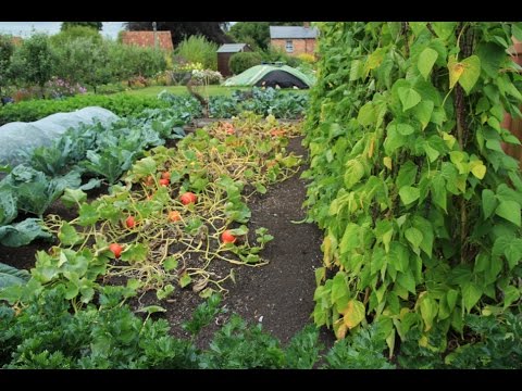 Rotation: how necessary is it for vegetables?