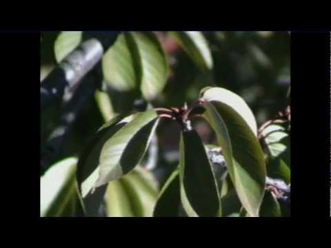 Cesty tulave spev  Michal Tučný.