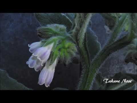 コンフリー、コンフリー 植物