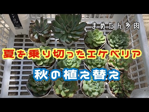 この春、多肉植物の植え替えはいつ頃できるでしょうか？植え替えを成功させるための重要なステップ  庭園