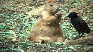 Prairie Dog vs Bird - Part 2