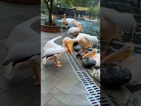 Pelicans will try to eat everything, including humans.