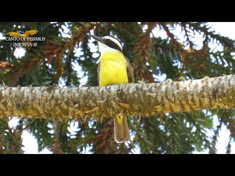 BEM-TE-VI CANTANDO NA NATUREZA - O CANTO DO BEM-TE-VI