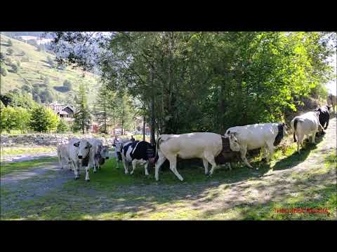 1^PARTE : TRANSUMANZA A PONTECHIANALE VALLE VARAITA (CN) DOM.  11 - 9 - 2022.