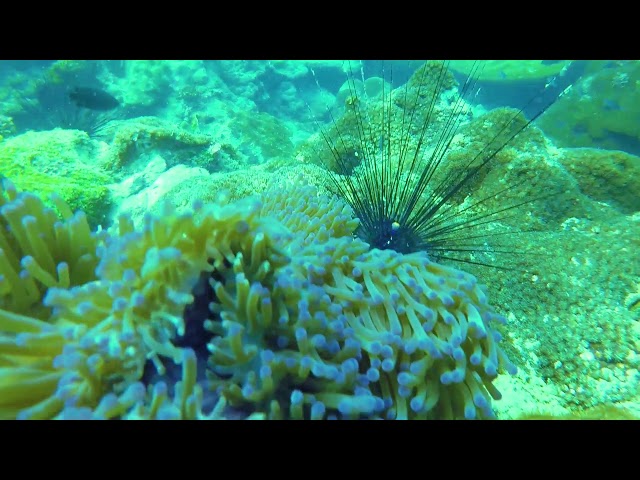 Pattaya, Thailand, Scuba Diving 2017: Samaesan Reef Dive, Hardeep Wreck Dive