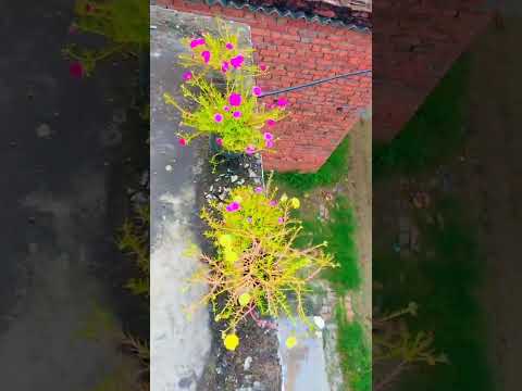 full full par #sushmita #youtube