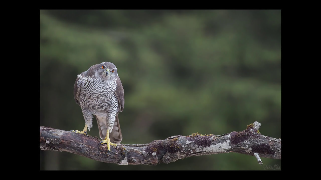 wildlife photography in alps amongst glaciers and pine forests