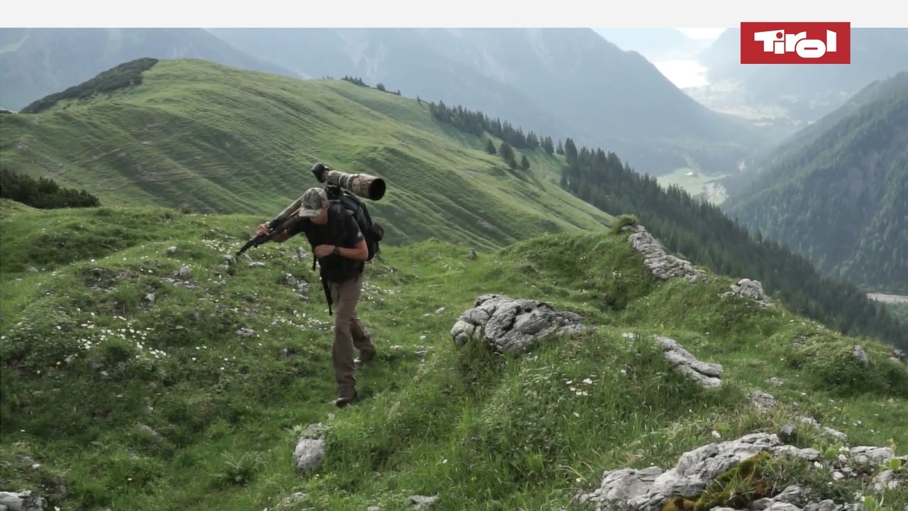 Wildlife photography in alps amongst glaciers and pine forests