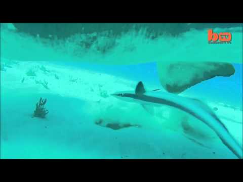 Shark Bite: Hammerhead Bares Its Teeth Into Diver